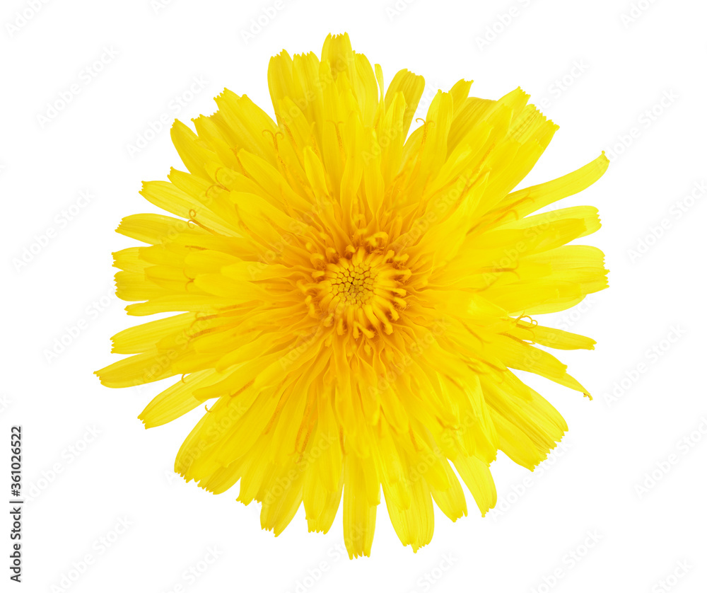yellow dandelion flower isolated with clipping path