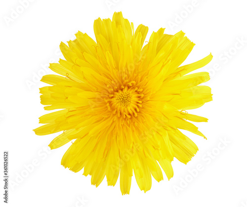 yellow dandelion flower isolated with clipping path