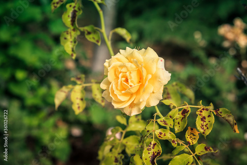 Fototapeta Naklejka Na Ścianę i Meble -  beautiful yellow rose in rose bush affected by Diplocarpon rosea or Black spot disease