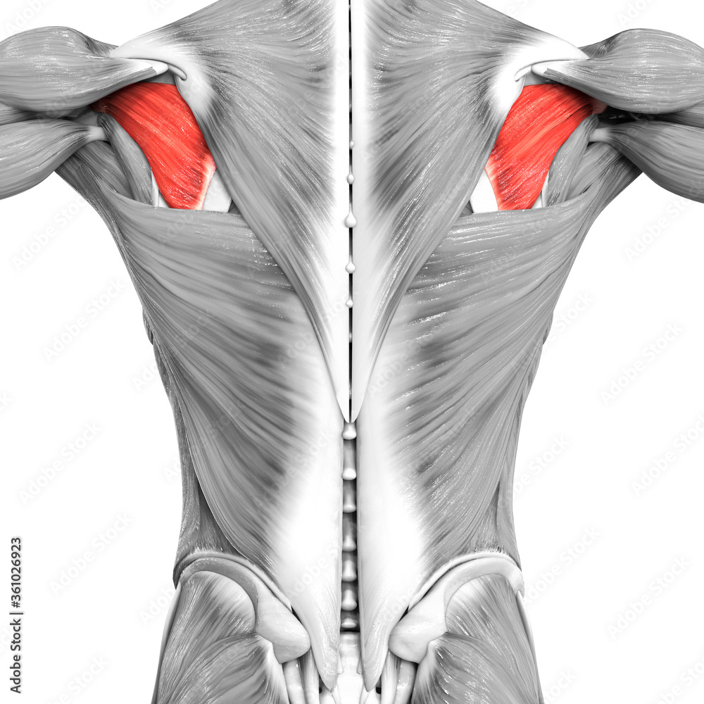 Human Muscular System Torso Muscles Infraspinatus Muscle Anatomy Stock ...