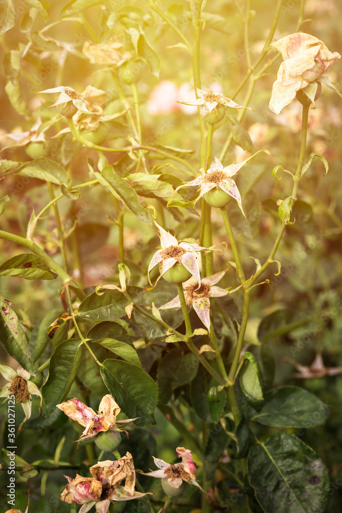 rose bush with wilted and dried flowers without petals at sunset rose bush with wilted and dried flowers without petals at sunset