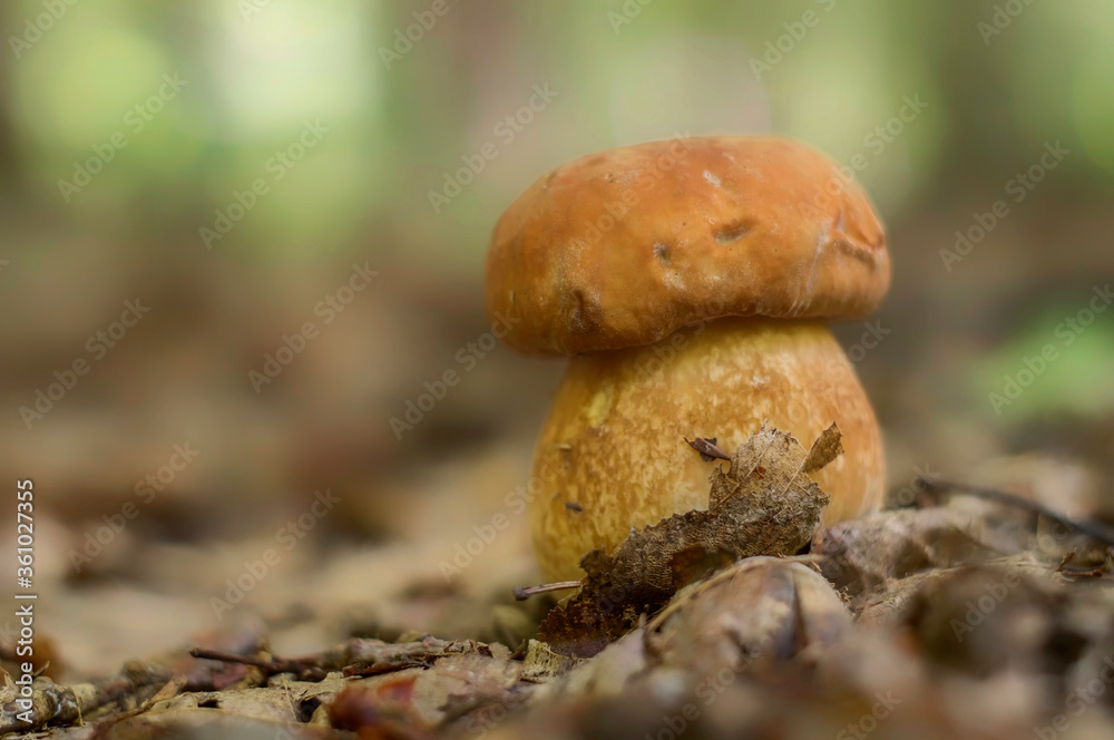 mushroom in the forest mushroom in the forest
