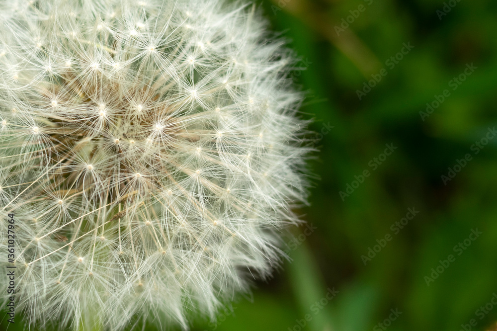 light airy dandelion Opera. The concept of ease and readiness for new beginnings. light airy dandelion Opera. The concept of ease and readiness for new beginnings.