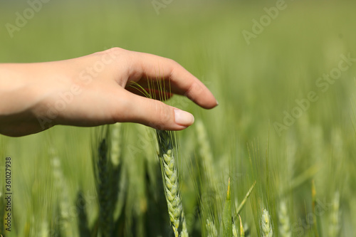 Woman hand touching wheat in a field
