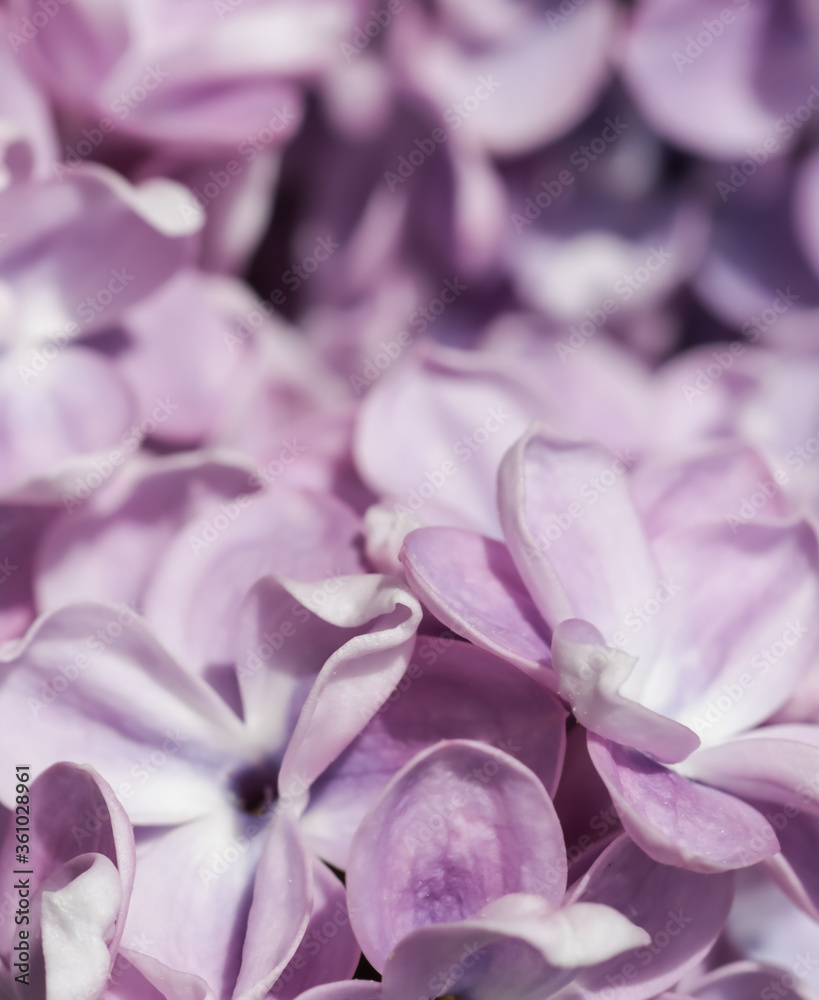 Blooming branch of purple terry Lilac in spring