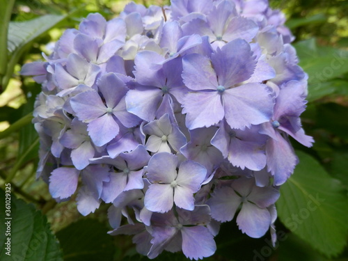 特殊な花弁の紫色のアジサイ