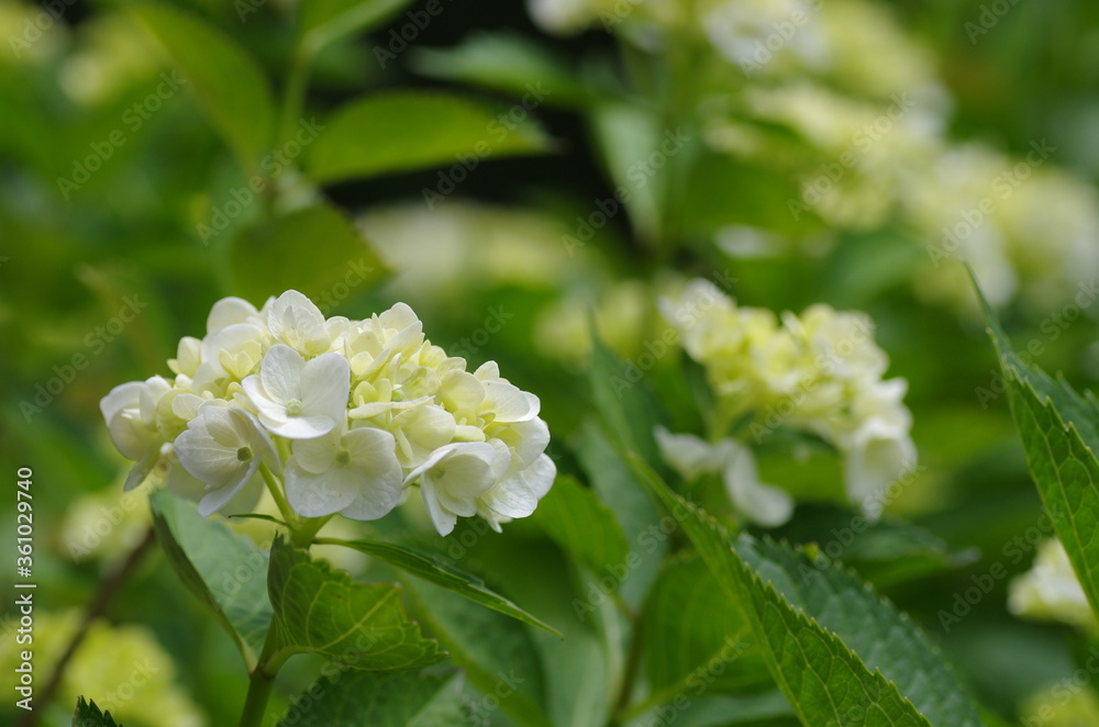 Obraz premium 白いアジサイ