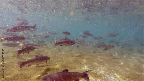 Trout farming in the fish pond. Underwater footage. The concept of fish farming. Close-up. Many trout fry splash in the water.