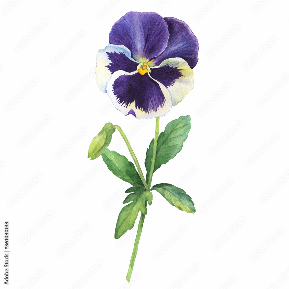 Φωτογραφία The blue garden tricolor pansy flower (Viola tricolor, viola arvensis, heartsease, violet, kiss-me-quick with leaves