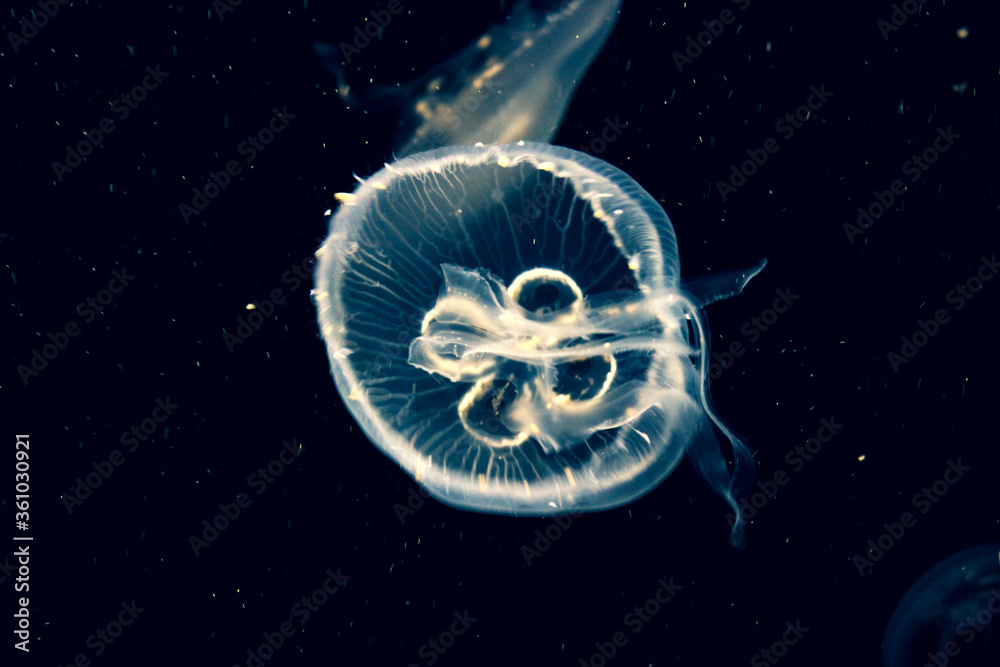 Fototapeta premium A Jellyfish Swim In The Water. Unusual Underwater Photo