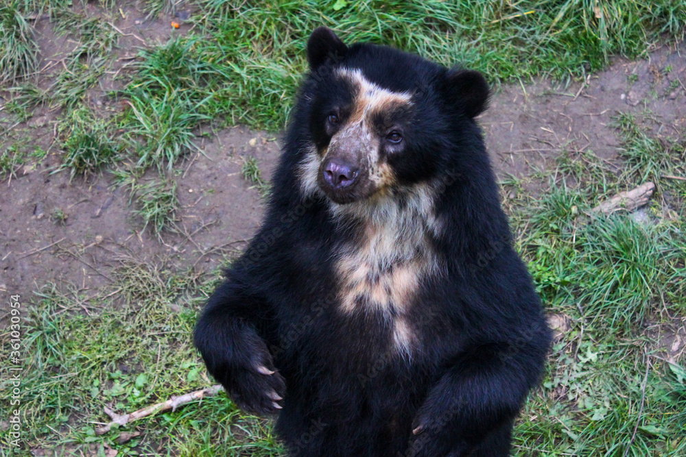 The American Black Bear (Ursus Americanus, Previously Known As Euarctos Americanus) Stands On Its Hind Legs. The American Black Bear (Ursus Americanus, Previously Known As Euarctos Americanus) Stands On Its Hind Legs.