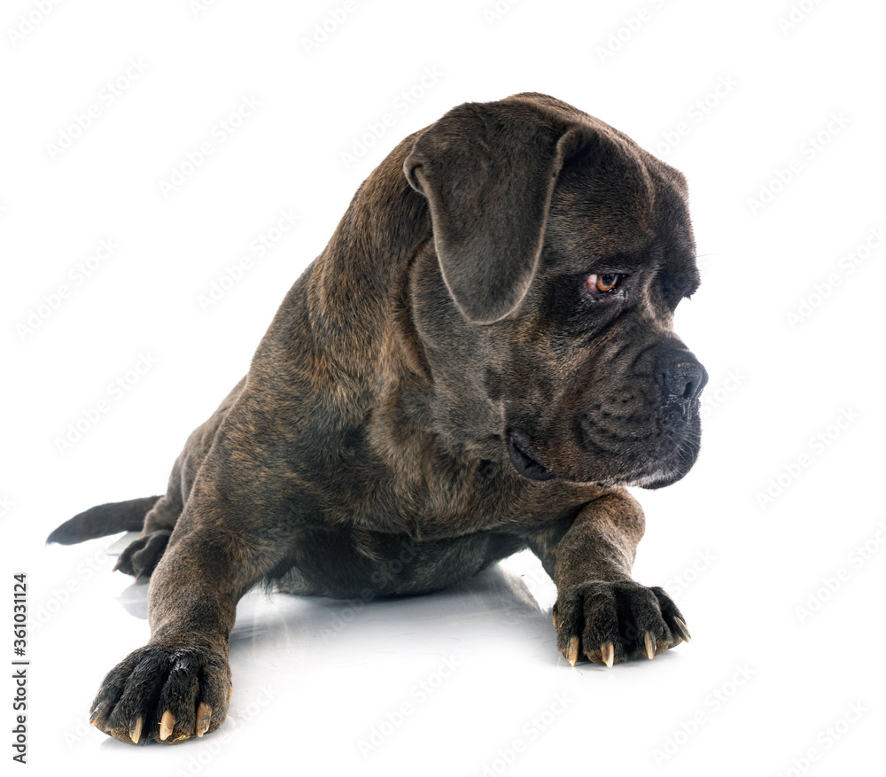 Obraz premium cane corso in studio