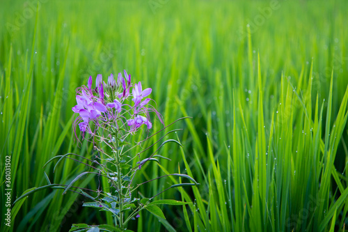 beautiful purple flower on fresh green field