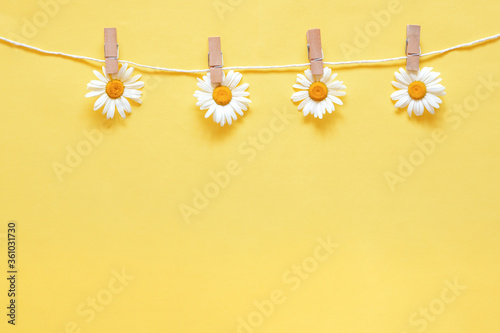 daisies hang on clothespins on a rope on a yellow background, bright summer background, photo