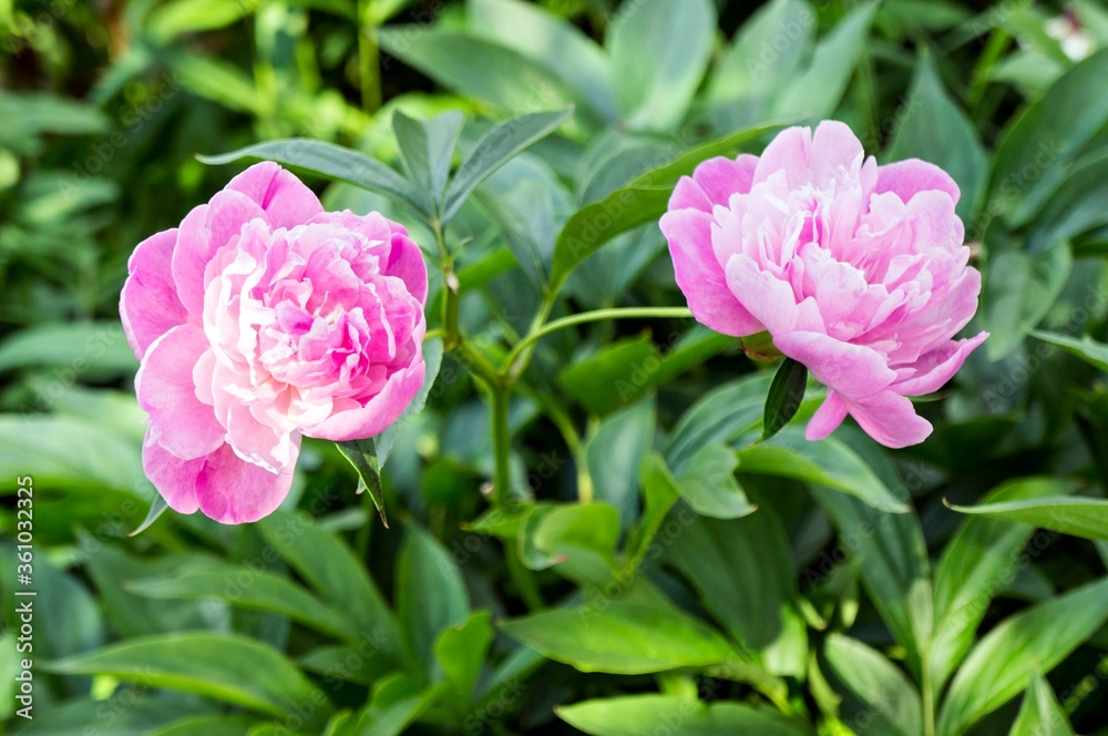 Light pink peonies on a flower bed in the garden Light pink peonies on a flower bed in the garden