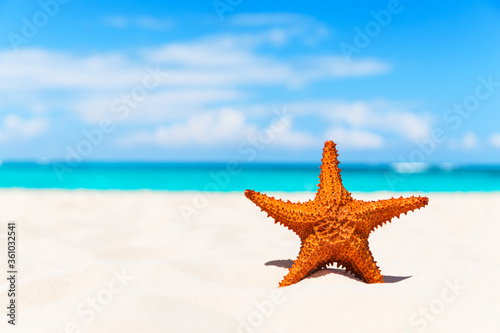 Starfish on the white sandy beach