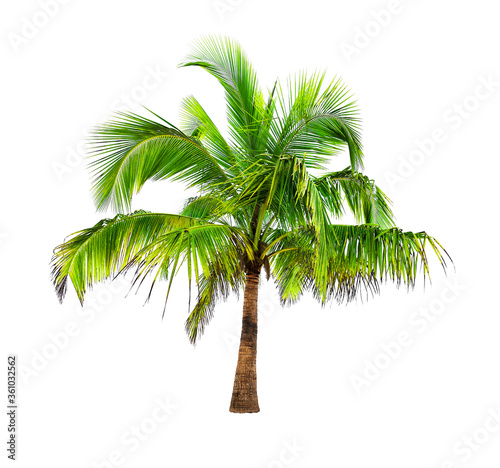 Palm tree of coconut