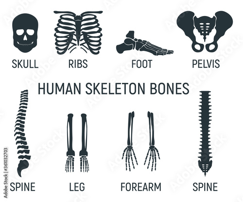 Set of bone, chest x-ray concept icon, roentgen human body image isolated on white, flat vector illustration. Skeleton part of man organism.