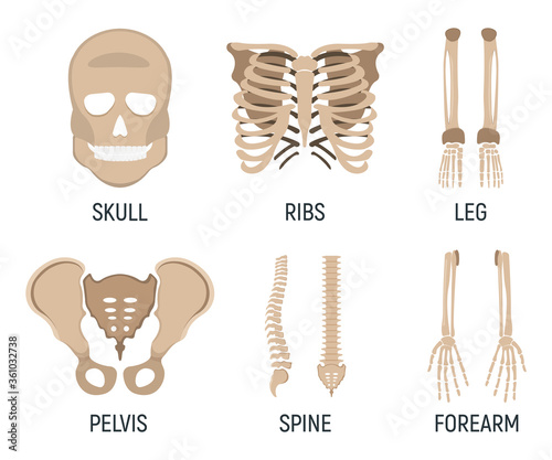Set of bone, chest x-ray concept icon, roentgen human body image isolated on white, flat vector illustration. Skeleton part of man organism.