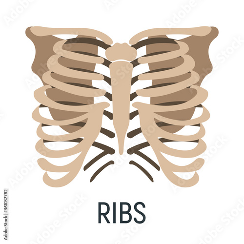 Thoracic cage bone, chest x-ray concept icon, roentgen human body image isolated on white, flat vector illustration. Skeleton part of man organism.