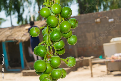 Close up of fresh green Cordia myxa (gunda gumberry fruit).