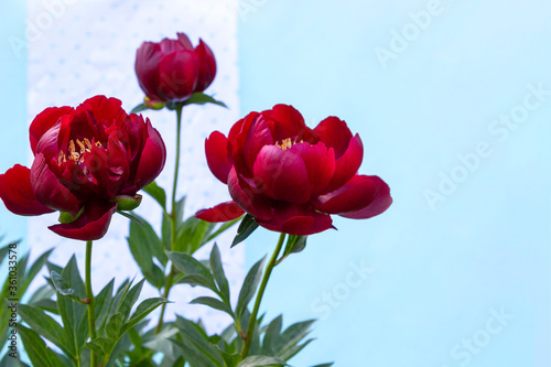 Red blooming peony flower (Paeonia Lactiflora Buckeye Belle) on light blue background. Beautiful bud flower head for greeting card, copy space