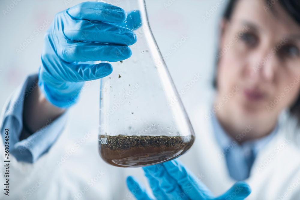 Organic Food Science Inspector Examining Laboratory Flask with Plant Sample Dissolved in Water Organic Food Science Inspector Examining Laboratory Flask with Plant Sample Dissolved in Water