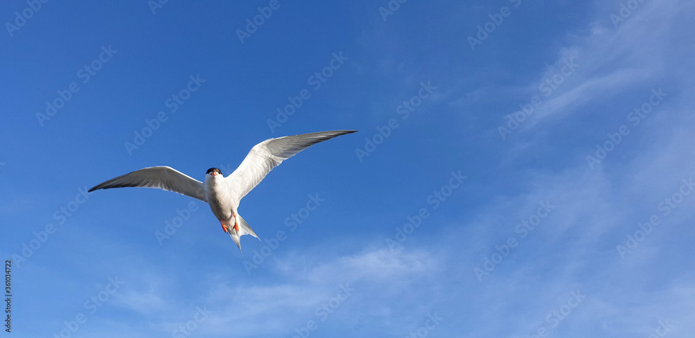 seagull in flight seagull in flight