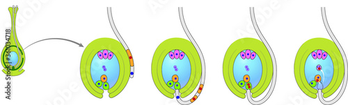 Diagram of life cycle of flowering plant with double fertilization