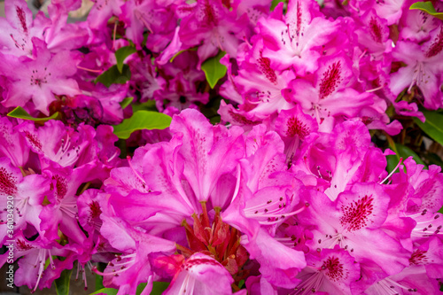pink flowers closeup