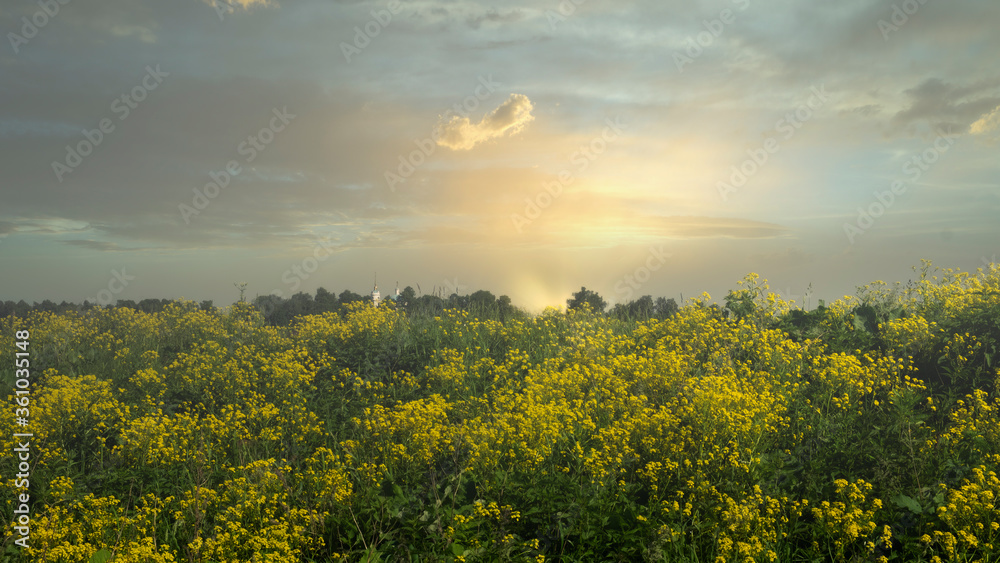 Obraz premium Common wormwood, white Mustard, wild rapeseed, a field of flowers on the background of the dawn, a small white Orthodox Church