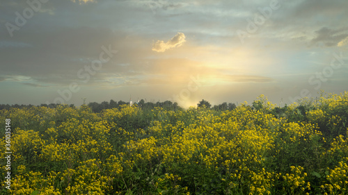 Common wormwood, white Mustard, wild rapeseed, a field of flowers on the background of the dawn, a small white Orthodox Church