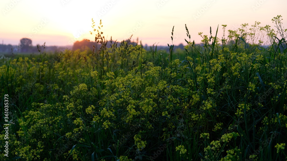 summer landscape, wild yellow and white flowers in the bright rays of the sun in the dawn, beautiful sunrise sky summer landscape, wild yellow and white flowers in the bright rays of the sun in the dawn, beautiful sunrise sky