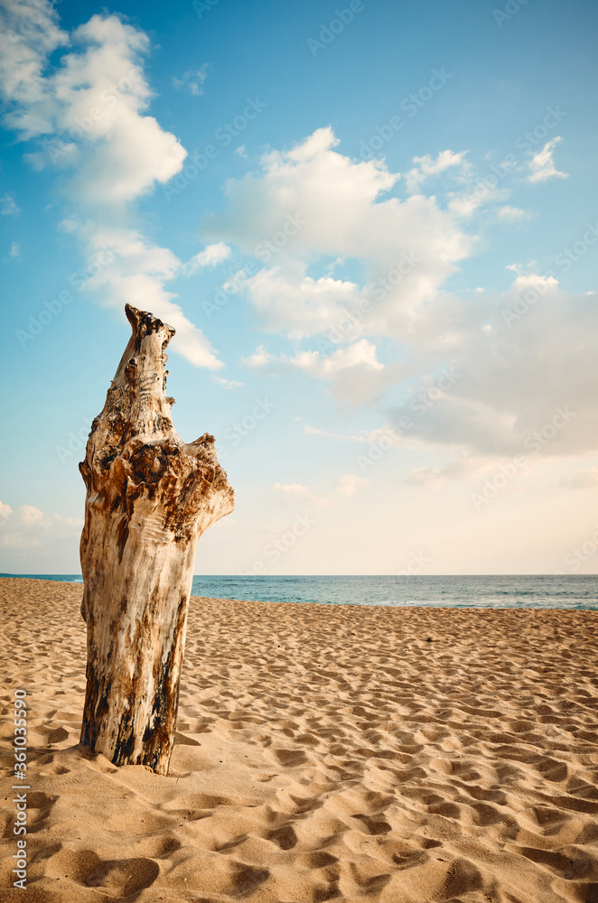 Tree trunk on an empty tropical beach at sunset. Tree trunk on an empty tropical beach at sunset.