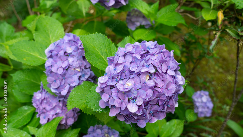梅雨時期に雨で濡れている紫色の紫陽花 梅雨時期に雨で濡れている紫色の紫陽花