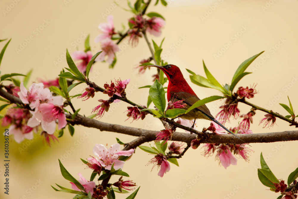 pink cherry blossom pink cherry blossom