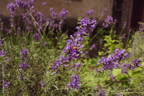 red ladybug on purple lavender