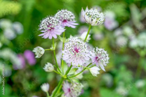 Beautiful pink and white Astrantia