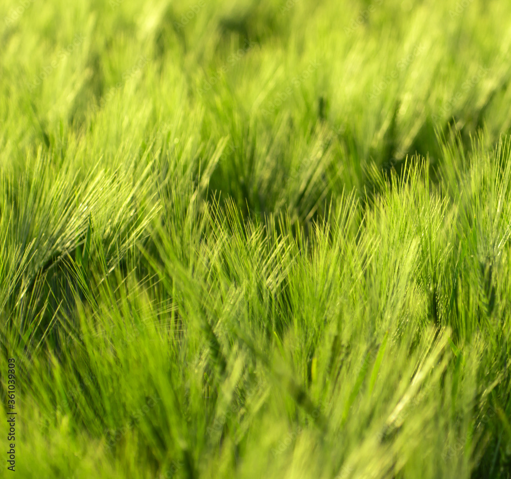 spikelets of green wheat on the field as background