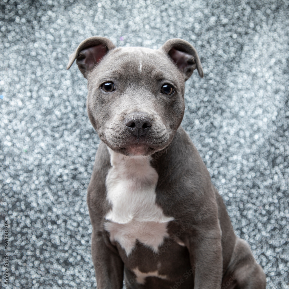 Blue Staffordshire Terrier on a sparkly studio backdrop