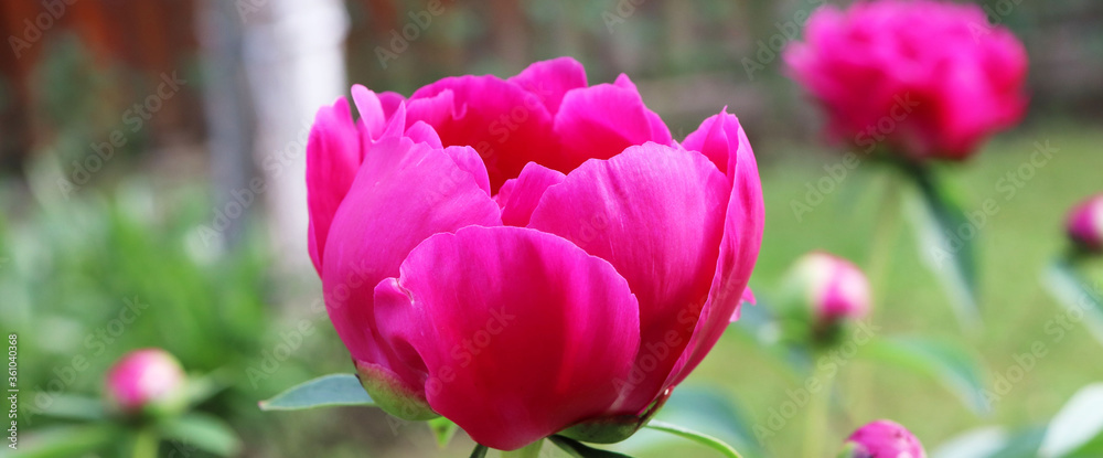 Obraz premium pink peonies flowers in the garden