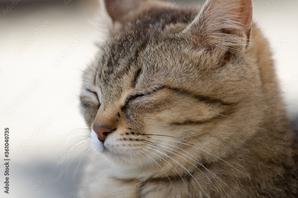 うとうと… キジトラ猫 うとうと… キジトラ猫