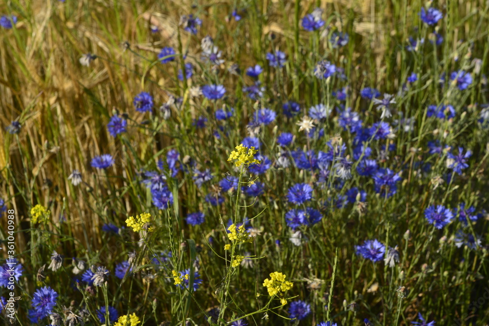 Kwiaty i zboża  -  w upalny dzień , czasem mgliste tło.