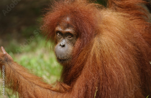a female Sumatran Orangutan at Bukit Lawang, North Sumatra, Indonesia