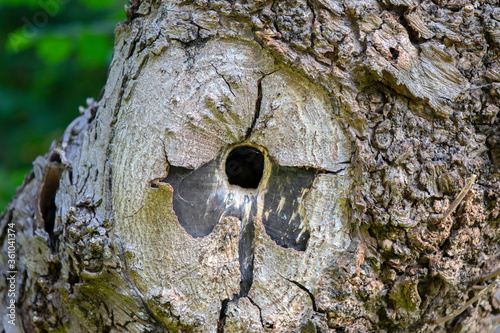 Close Up Of A Empty Hole In A Tree