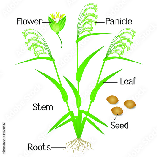 Parts of a millet plant on a white background.