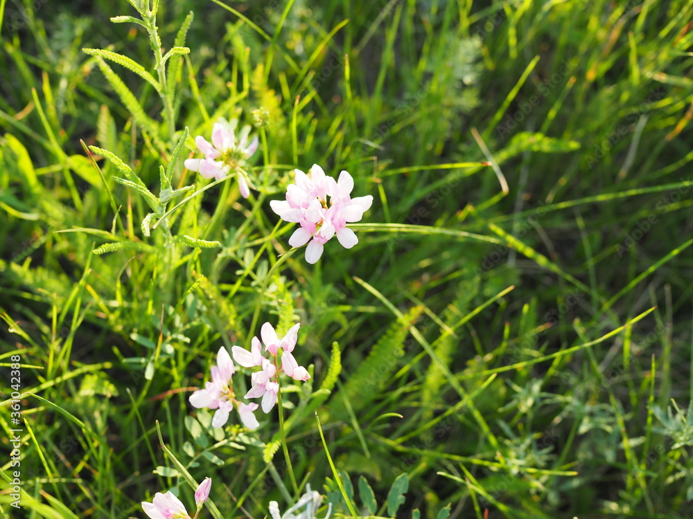 Pink mouse peas close-up. Field flowers in summer. Pink mouse peas close-up. Field flowers in summer.