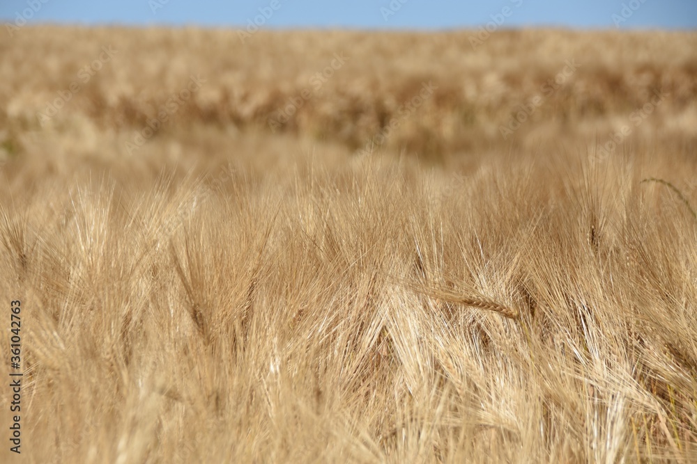 Nearly ripe golden barley field against blue sky during sunny day in Switzerland country. Nearly ripe golden barley field against blue sky during sunny day in Switzerland country.