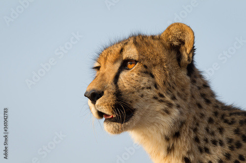 A close up horizontal portrait of a cheetah looking into the sun in Kruger Park South Africa