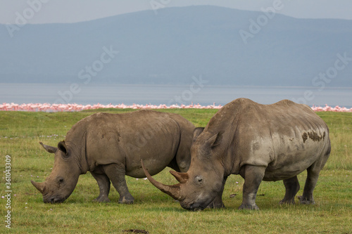 Two white rhino eating grass with pink flamingos and Lake Nakuru Kenya
